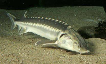 rysk stör