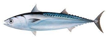 Auxid Makrill