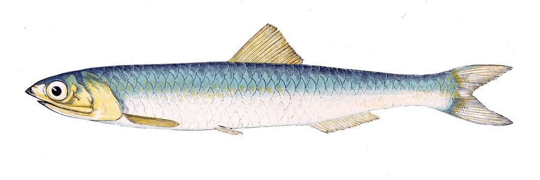Europeisk ansjovis