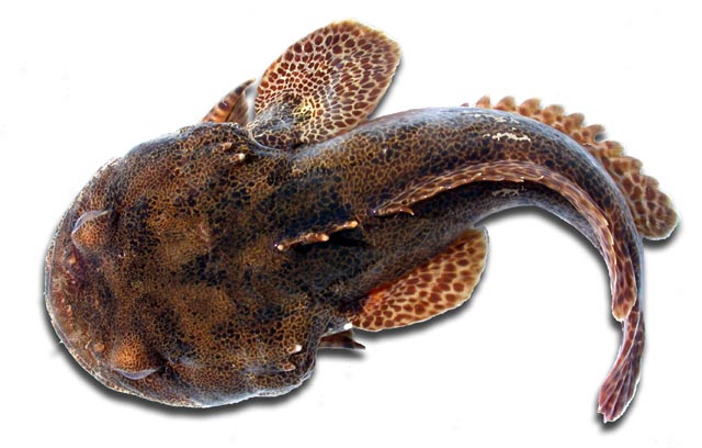 Paddfisk