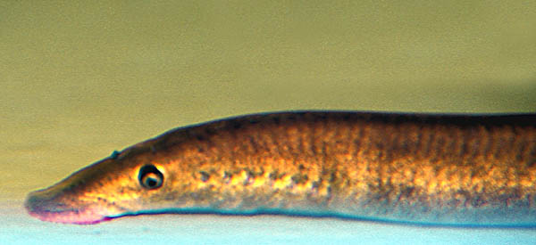 Flodnejonöga