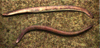 pirål