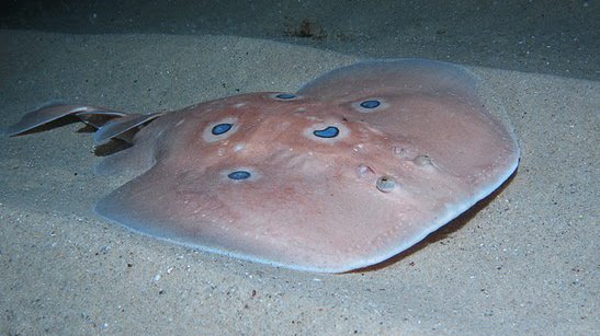 Darrocka