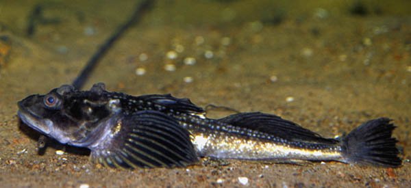 Hornsimpa